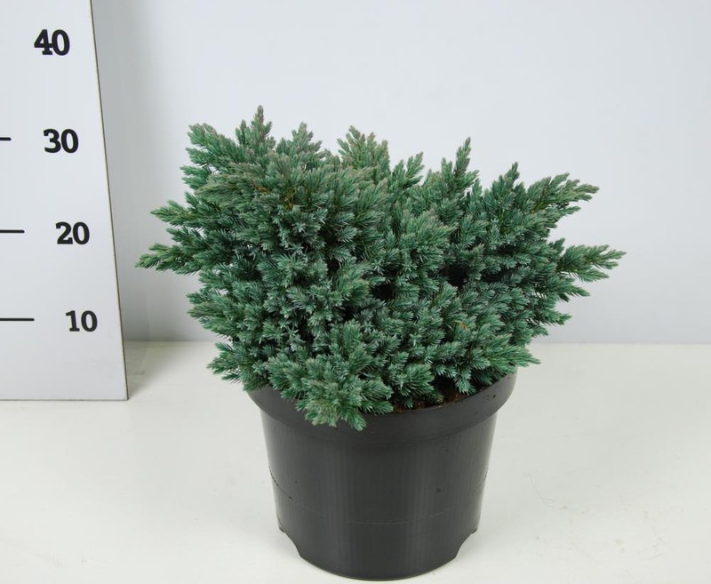 Можжевельник чешуйчатый Блу Стар